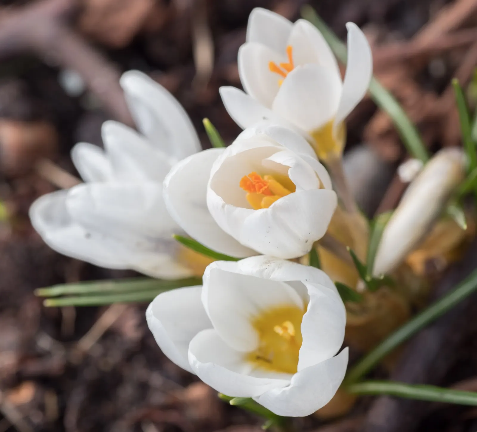Crocus (Crocus Vernus) — offering early-season nectar for pollinators and a splash of color to awakening gardens; is an enchanting herbaceous, image 68