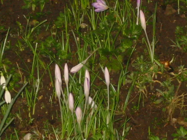 Crocus (Crocus Vernus) — commonly referred to as the Spring Crocus or Giant Crocus; with each flower measuring approximately 1 to 1.5 inches in, image 162