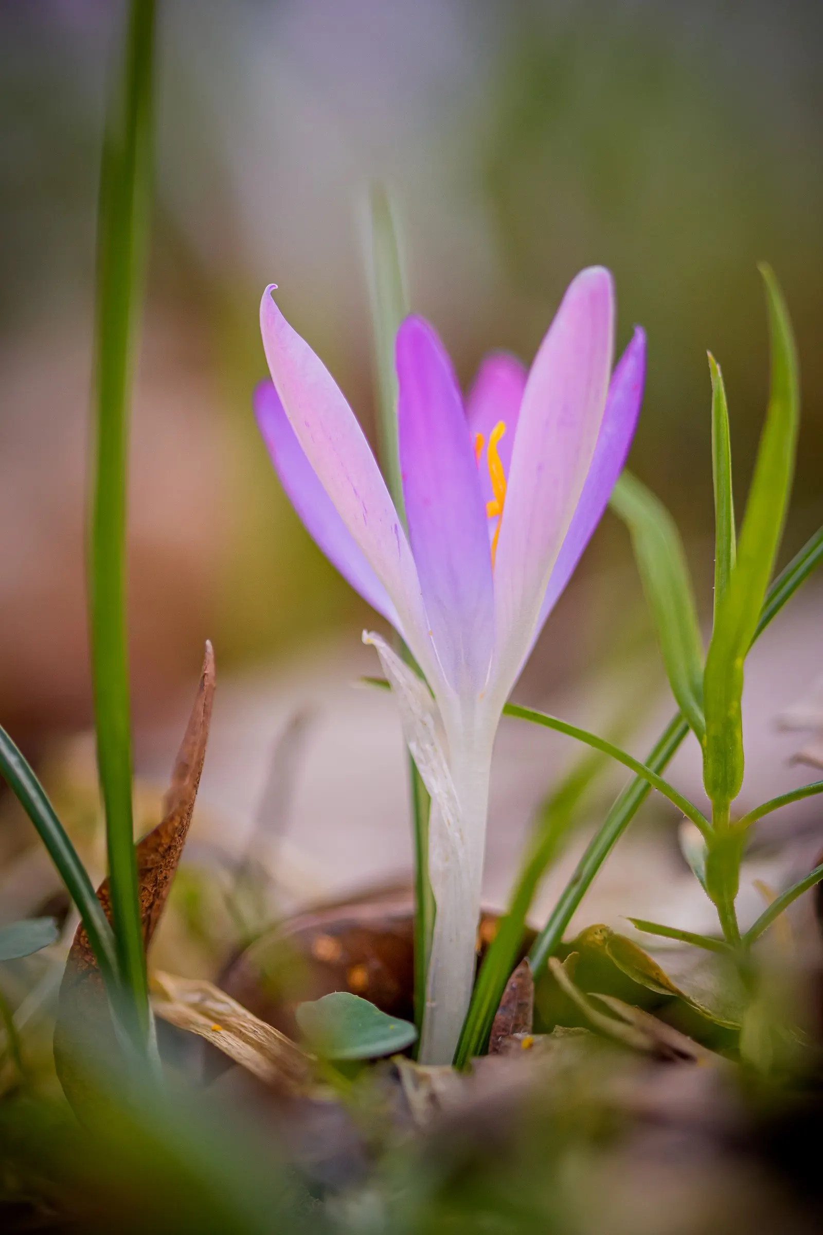 Crocus (Crocus Vernus) — grass-like leaves and a singular striking flower; these plants thrive in full sun to partial shade and are hardy in USDA, image 167