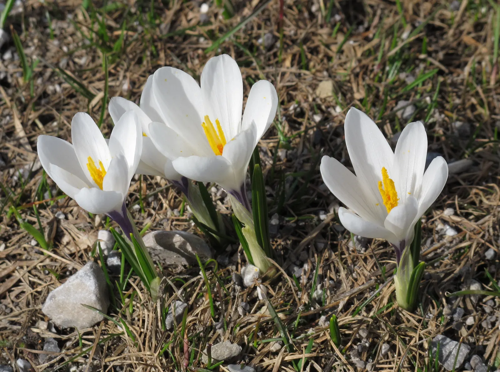 Crocus (Crocus Vernus) — providing a striking contrast and a promise of the warmer weather to come; commonly referred to as the Spring Crocus or, image 152