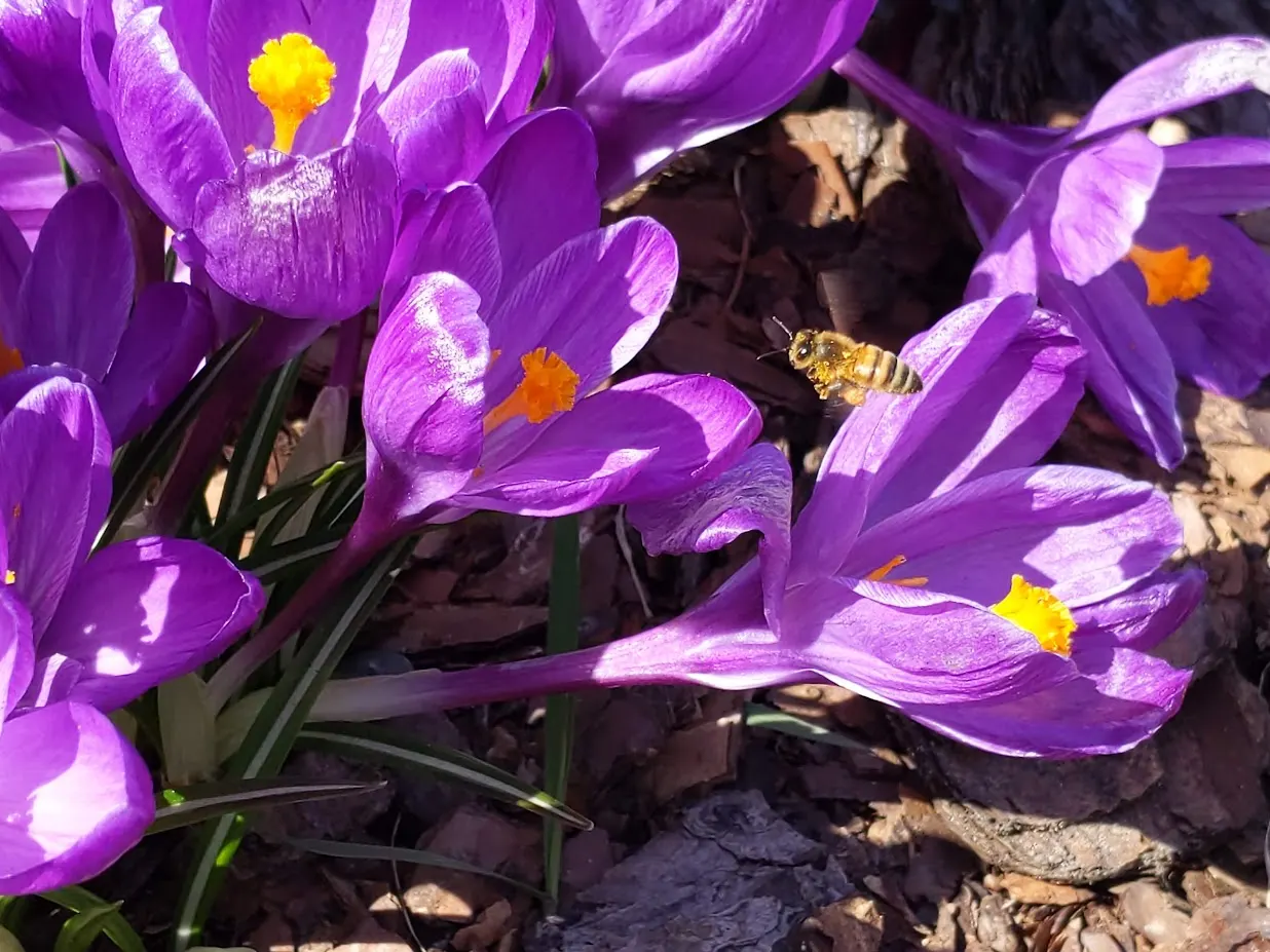 Crocus (Crocus Vernus) — bulb with purple and white blooms; creating a more vivid display with each passing season.<br><br>Crocus vernus is a, image 185