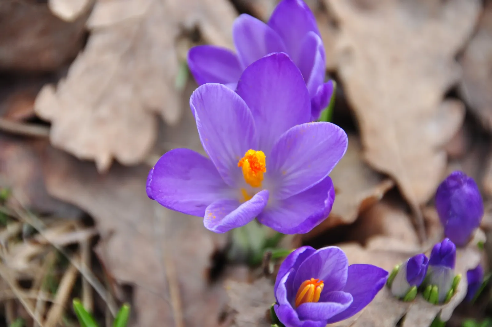 Crocus (Crocus Vernus) — meaning they will gradually multiply and spread over the years; the blooms exhibit a stunning range of colors