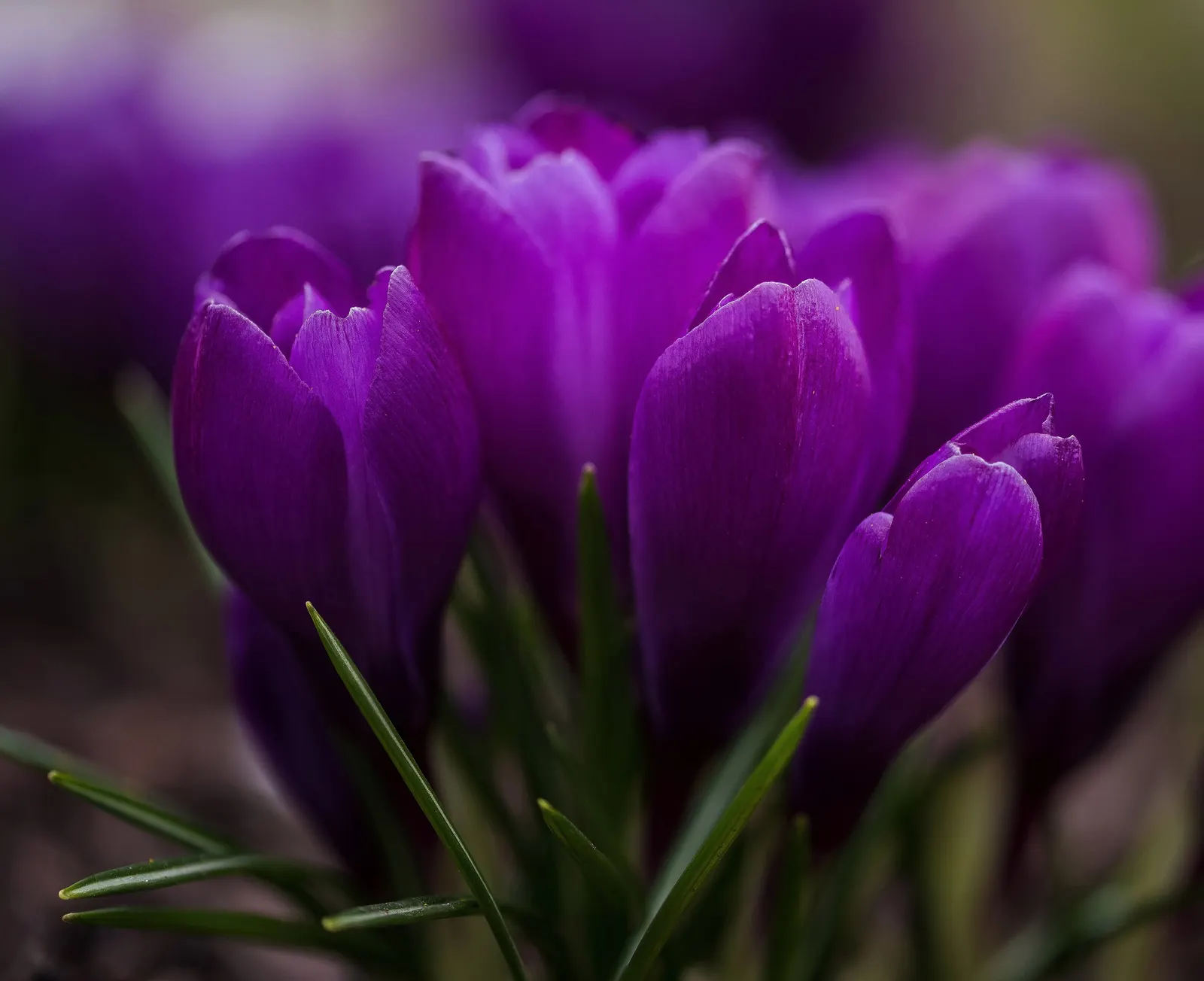 Crocus (Crocus Vernus) — creating a more vivid display with each passing season.<br><br>Crocus vernus is a low-maintenance plant; meaning they will gradually