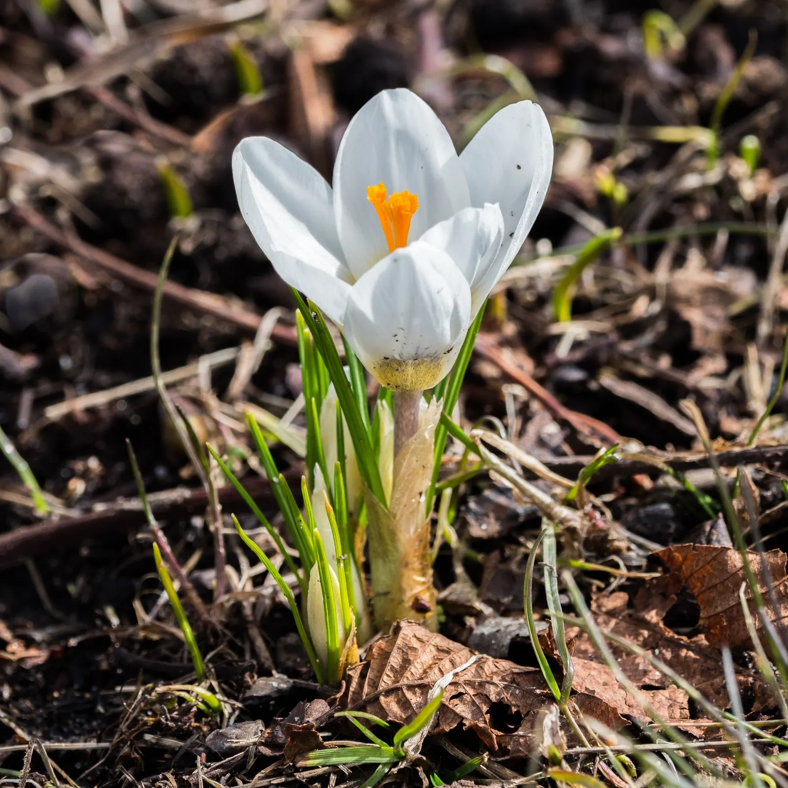 Crocus (Crocus Vernus) — is an enchanting herbaceous perennial that heralds the arrival of spring with its vibrant blooms; requiring minimal care, image 70