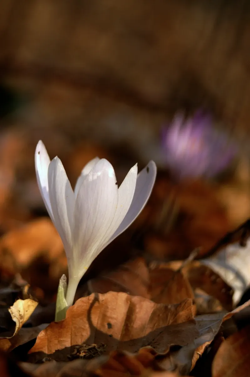 Crocus (Crocus Vernus) — and is an excellent choice for rock gardens; crocus vernus reaches a modest height of 4 to 6 inches