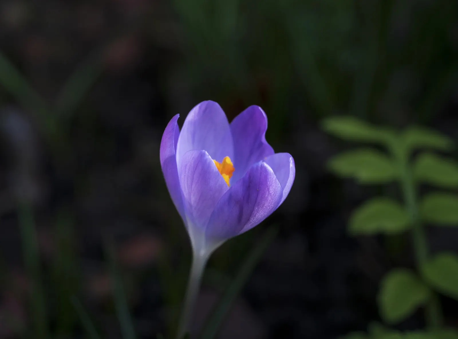 Crocus (Crocus Vernus) — When designing a garden landscape; 3 to 4 inches deep and about 2 to 3 inches apart, image 149