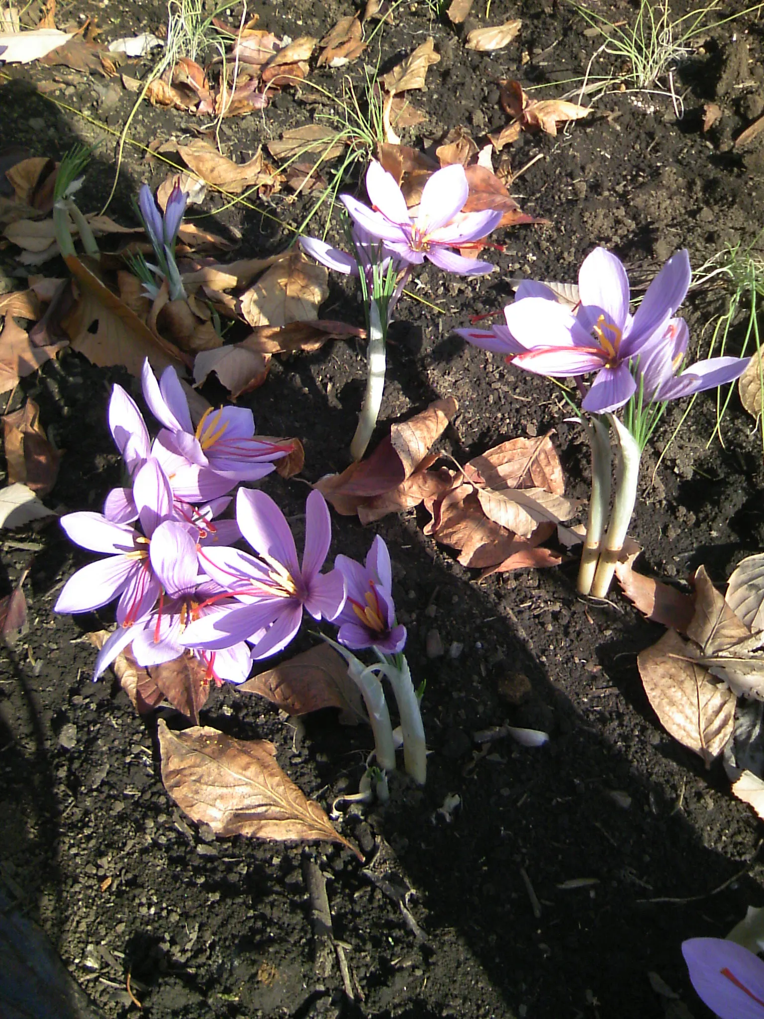 Crocus (Crocus Vernus) — Plant corms 3-4 inches deep and 2-3 inches apart; when designing a garden landscape, image 159