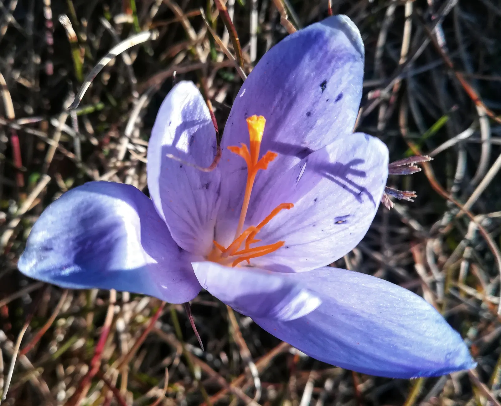 Crocus (Crocus Vernus) — When designing a garden landscape; 3 to 4 inches deep and about 2 to 3 inches apart, image 180