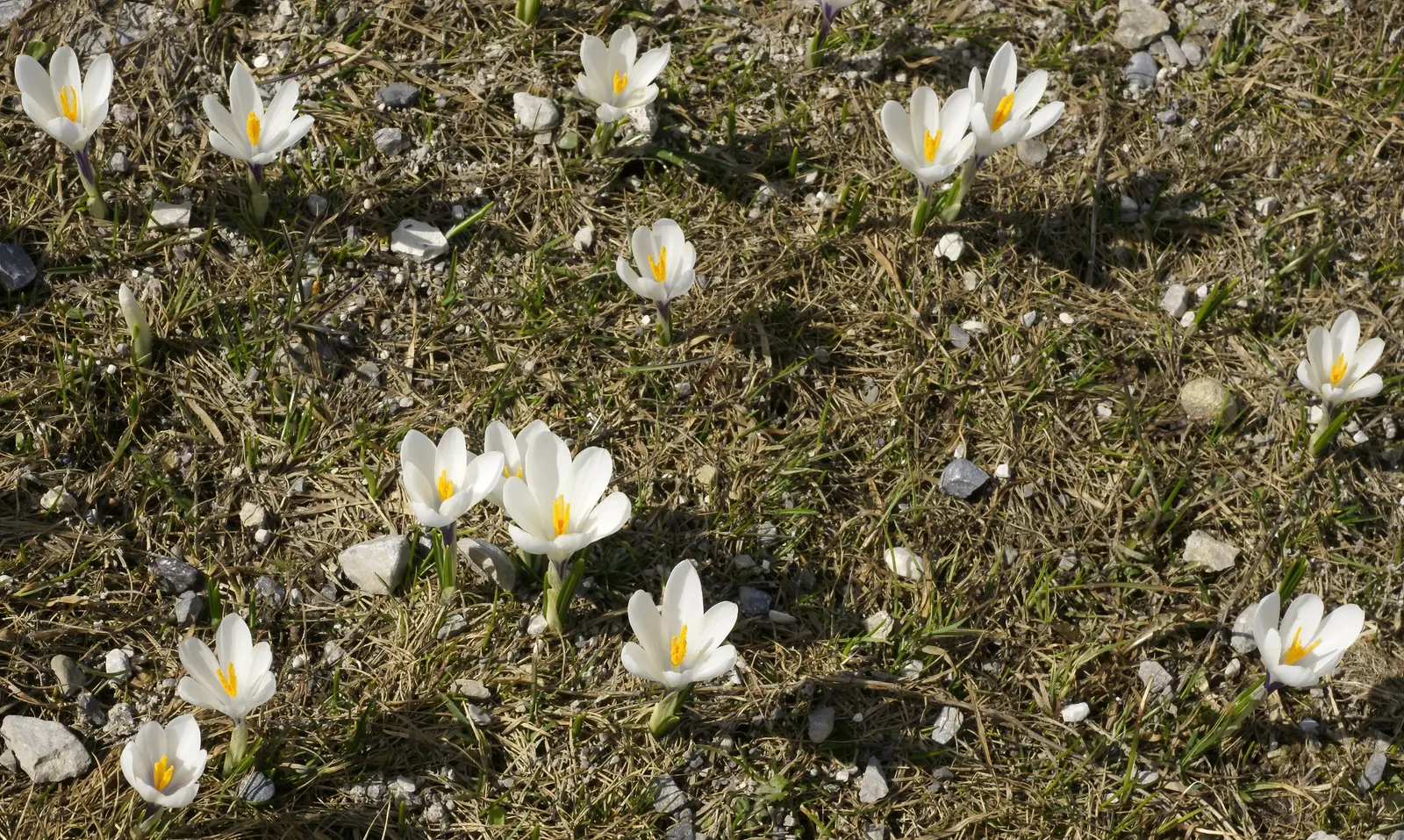 Crocus (Crocus Vernus) — The blooms exhibit a stunning range of colors; these bulbs can be used to provide early spring color, image 75