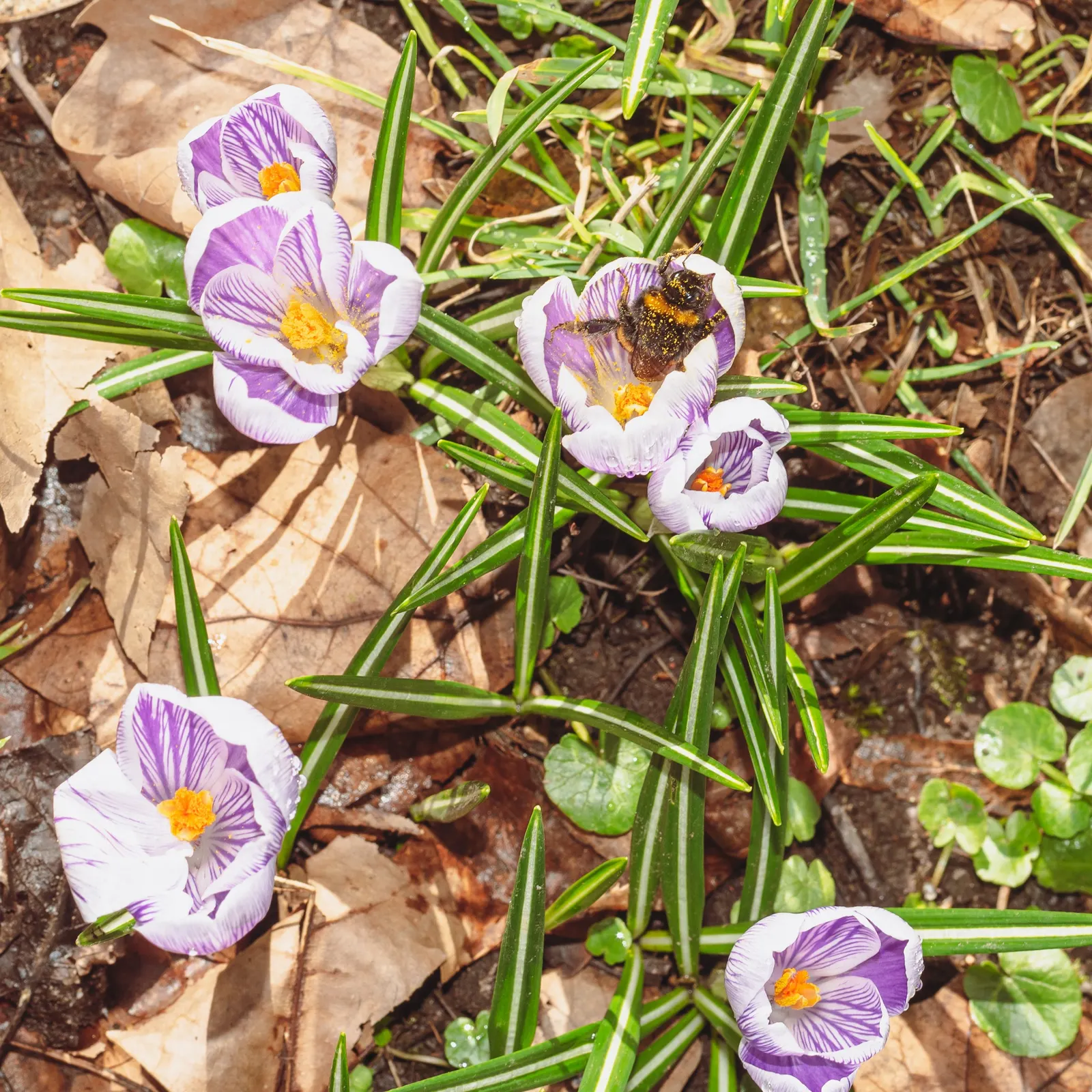 Crocus (Crocus Vernus) — This low-maintenance perennial is ideal for naturalizing in lawns and under trees; is a herald of spring with cup-shaped, image 160