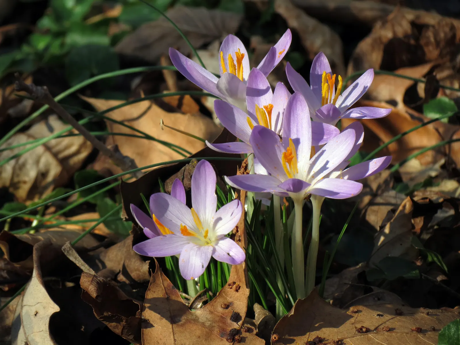 Crocus (Crocus Vernus) — These plants thrive in full sun to partial shade and are hardy in USDA zones 3 through 8; offering early-season nectar for pollinators