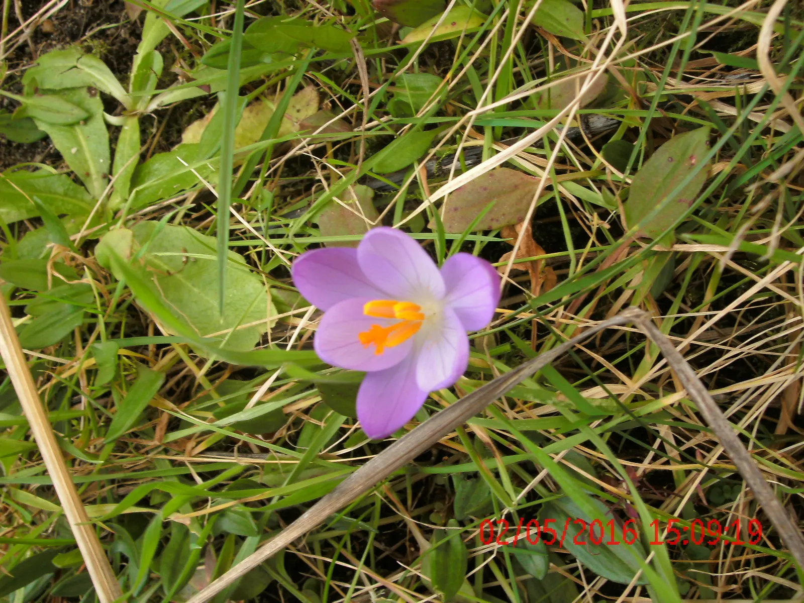 Crocus (Crocus Vernus) — A unique characteristic of crocuses is their cup-shaped, image 171