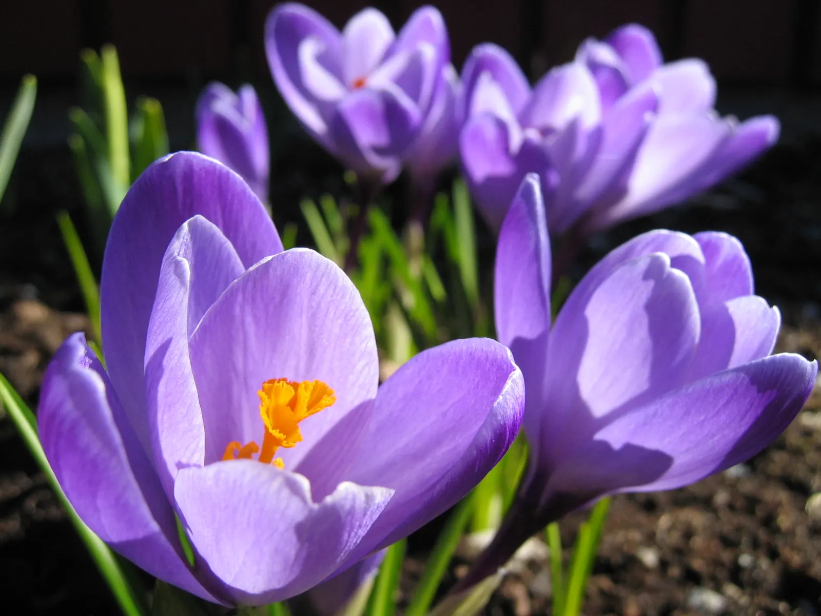 Crocus (Crocus Vernus) — is a herald of spring with cup-shaped; plant corms 3-4 inches deep and 2-3 inches apart, image 187