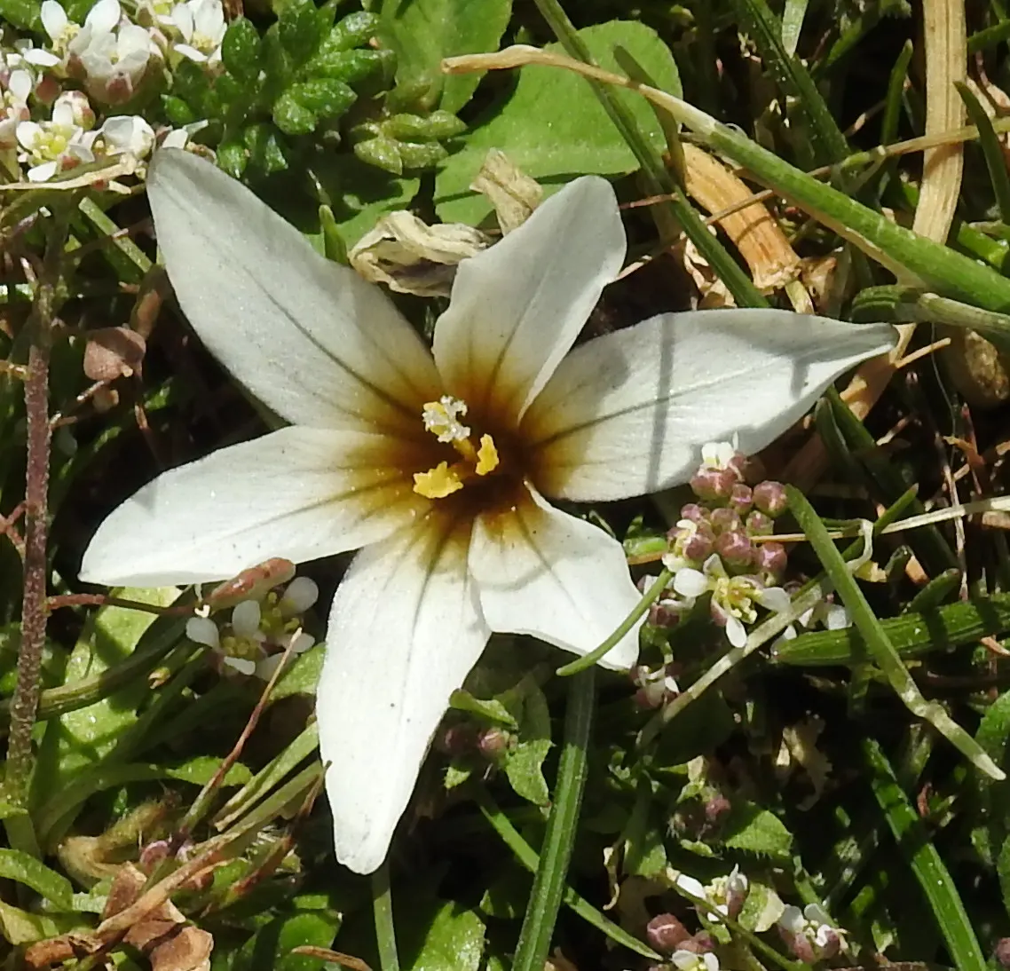Crocus (Crocus Vernus) — purple and white flowers in the garden; and deep yellows to striped or variegated patterns, image 153