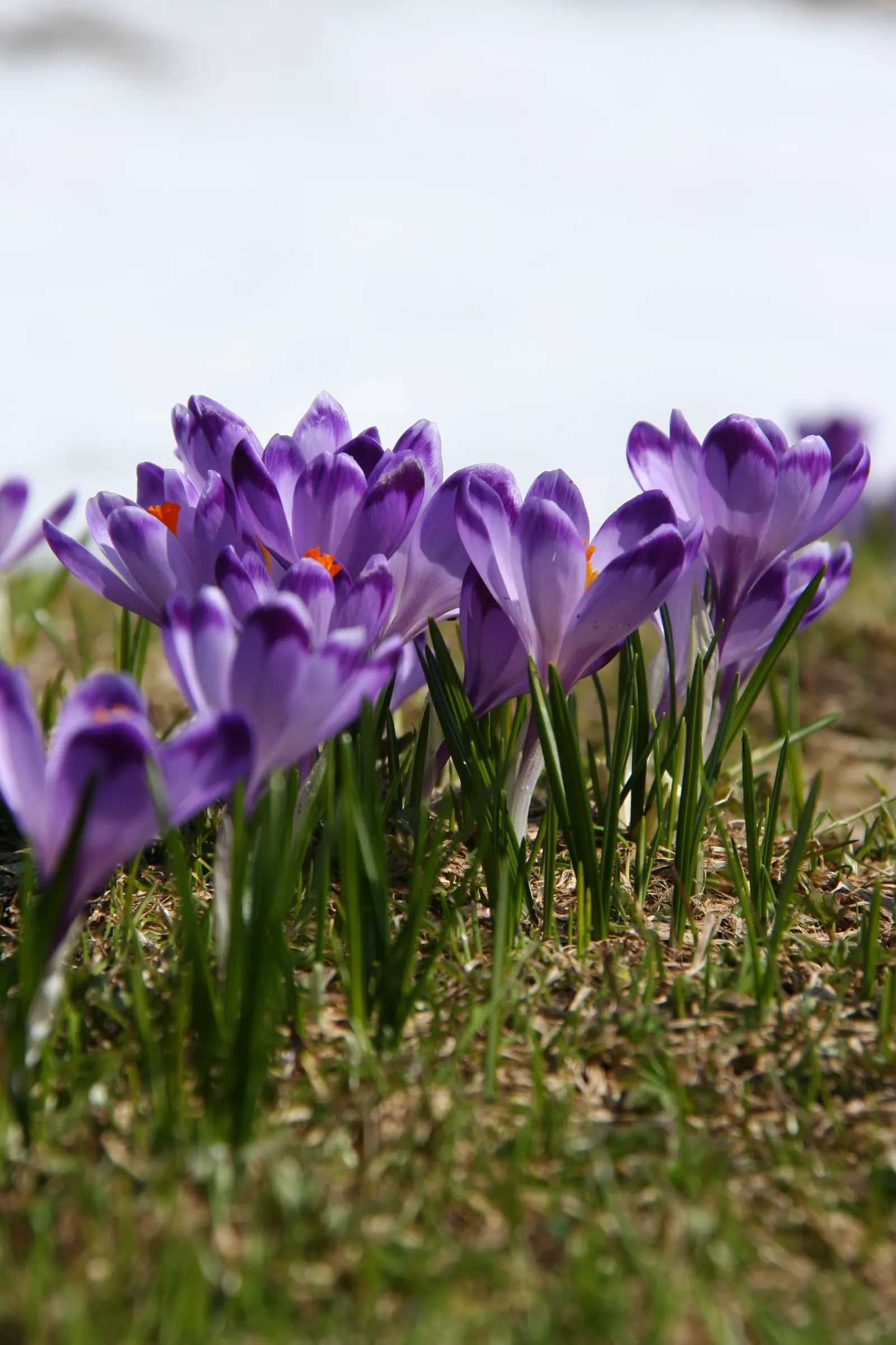 Crocus (Crocus Vernus) — grass-like leaves and a singular striking flower; these plants thrive in full sun to partial shade and are hardy in USDA, image 74