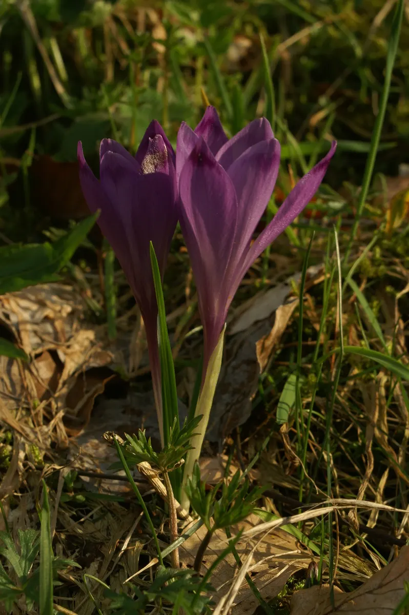 Crocus (Crocus Vernus) — requiring minimal care once established; often even pushing up through the snow