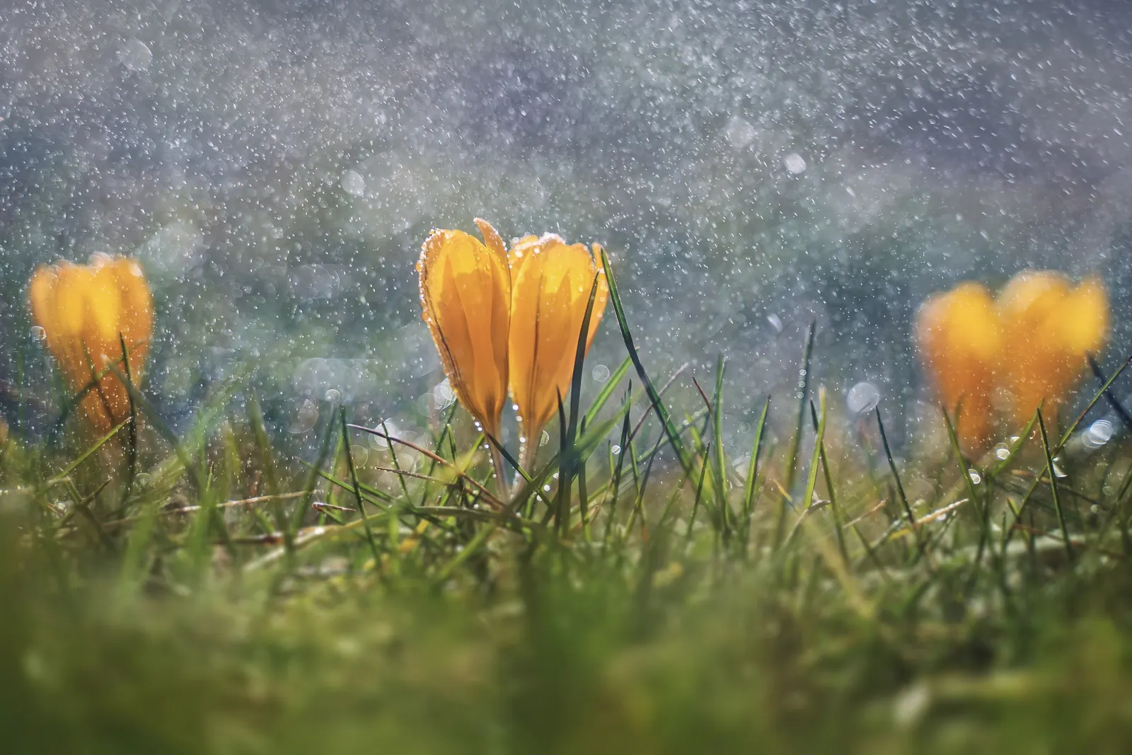 Crocus (Crocus Vernus) — providing a striking contrast and a promise of the warmer weather to come; commonly referred to as the Spring Crocus or, image 183
