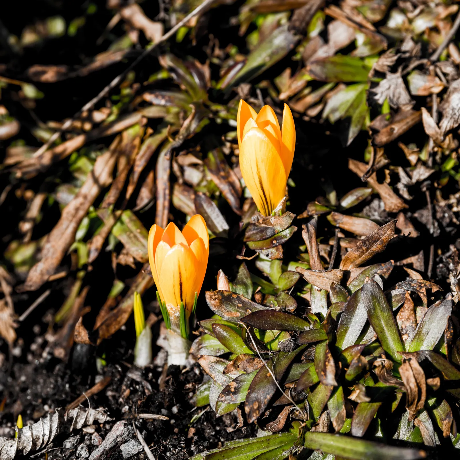Crocus (Crocus Vernus) — purple and white flowers in the garden; and deep yellows to striped or variegated patterns