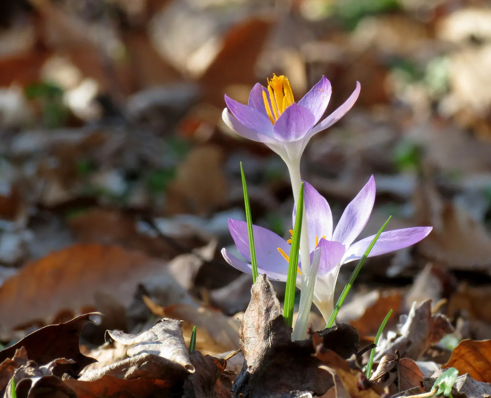 Crocus (Crocus Vernus) — A member of the Iridaceae family; purple and white flowers in the garden