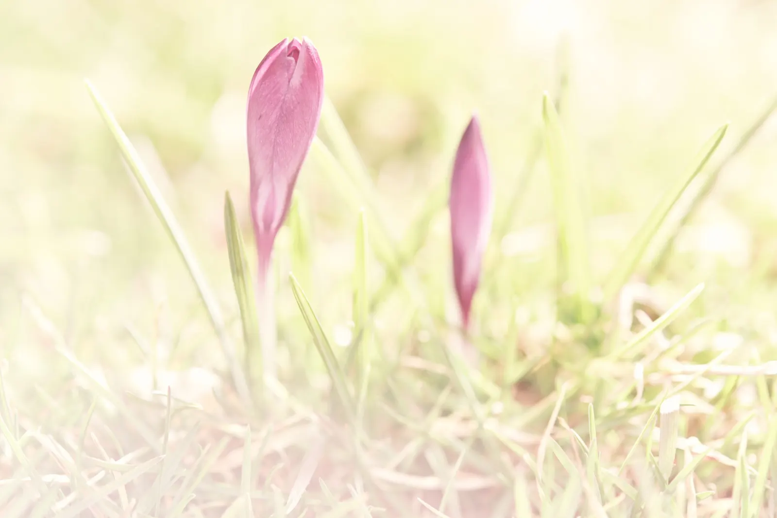 Crocus (Crocus Vernus) — often even pushing up through the snow; bulb for full or half, image 151