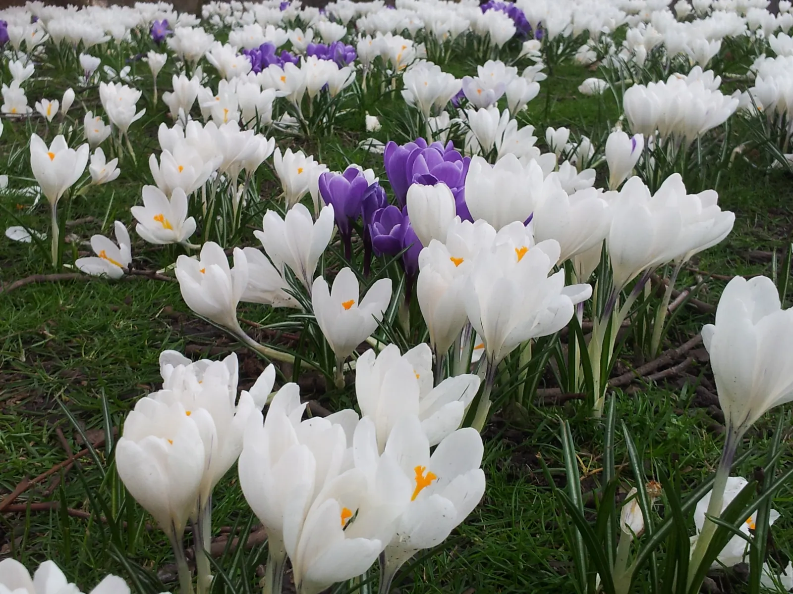 Crocus (Crocus Vernus) — vibrant flowers in purple; with each bulb producing narrow, image 157