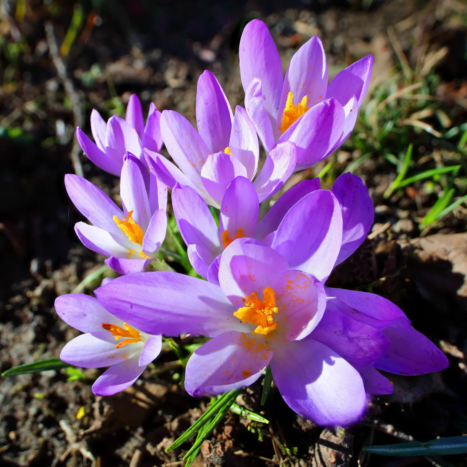 Crocus (Crocus Vernus) — Plant corms 3-4 inches deep and 2-3 inches apart; when designing a garden landscape, image 66