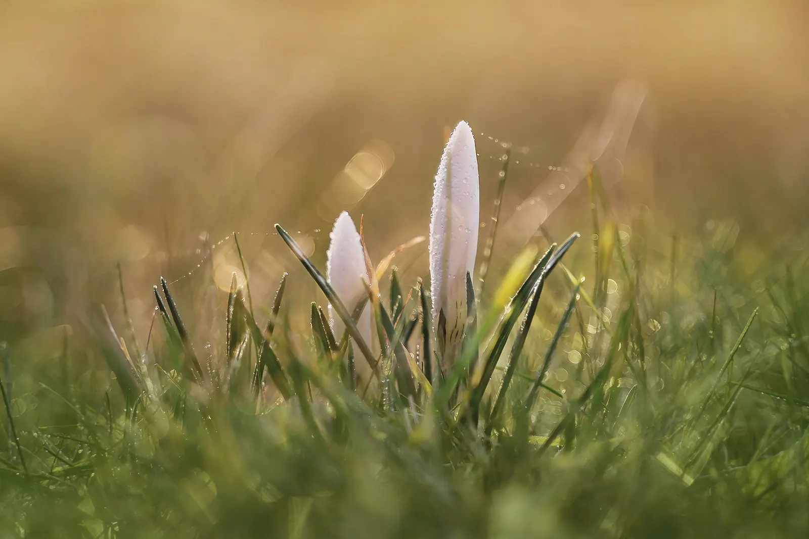 Crocus (Crocus Vernus) — purple and white flowers in the garden; and deep yellows to striped or variegated patterns, image 184