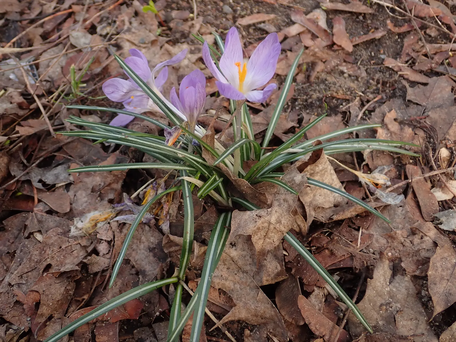 Crocus (Crocus Vernus) — requiring minimal care once established; often even pushing up through the snow, image 177