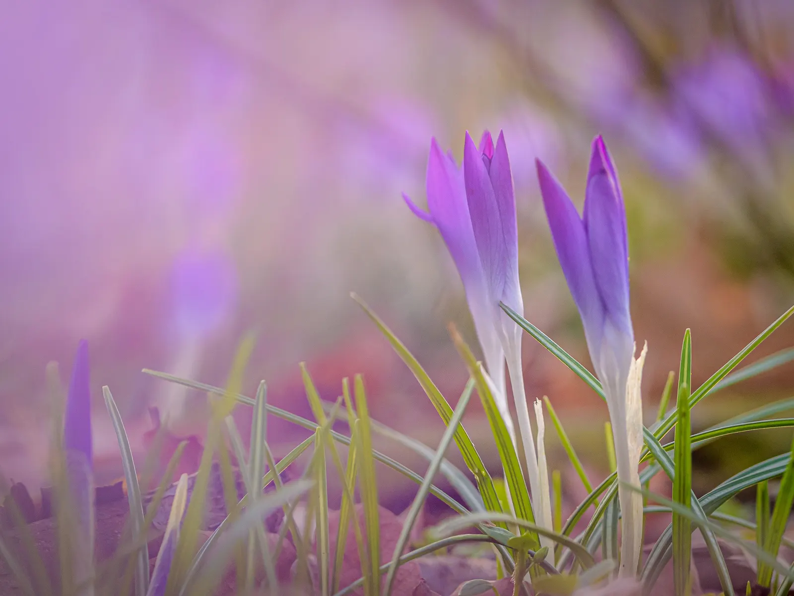 Crocus (Crocus Vernus) — A member of the Iridaceae family; purple and white flowers in the garden, image 164