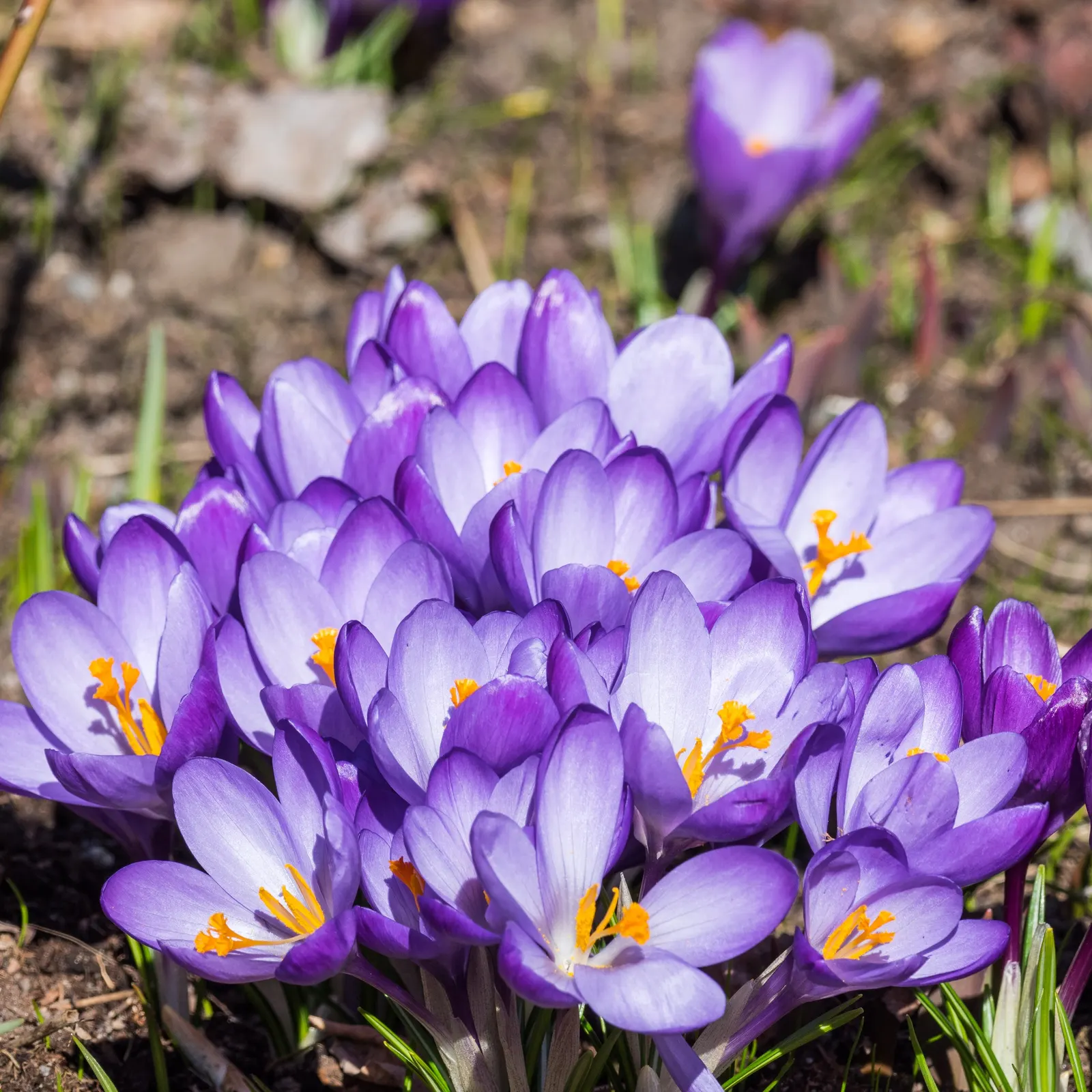Crocus (Crocus Vernus) — is a herald of spring with cup-shaped