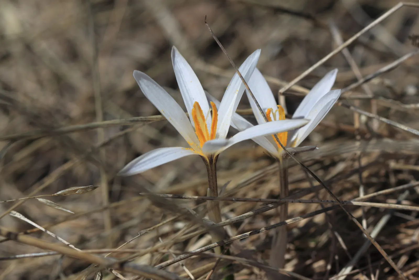 Crocus (Crocus Vernus) — The blooms exhibit a stunning range of colors; these bulbs can be used to provide early spring color, image 168