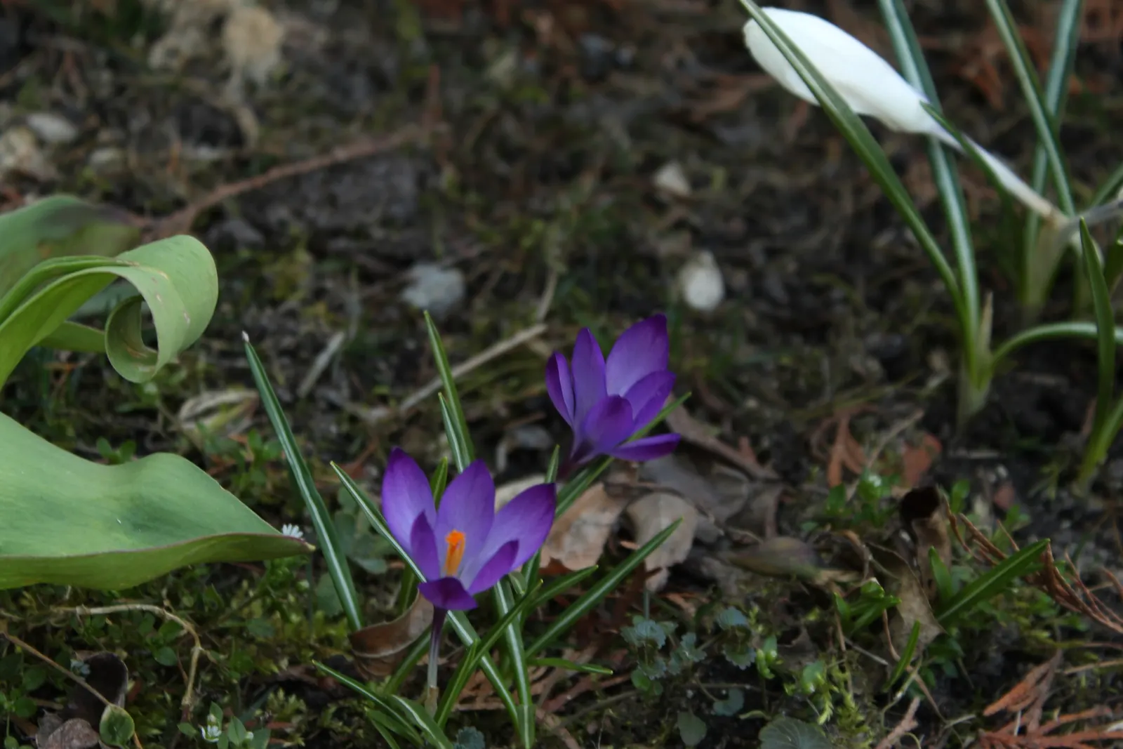 Crocus (Crocus Vernus) — often even pushing up through the snow; bulb for full or half, image 182