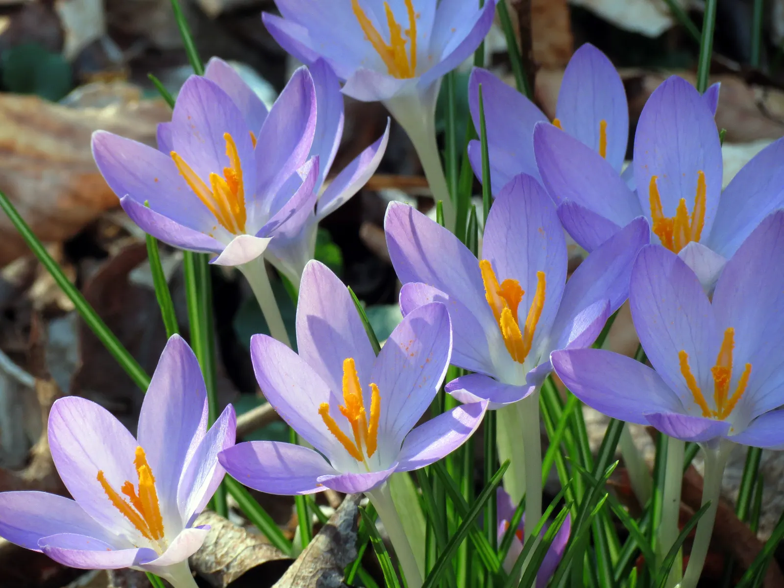 Crocus (Crocus Vernus) — with each flower measuring approximately 1 to 1.5 inches in diameter; a member of the Iridaceae family