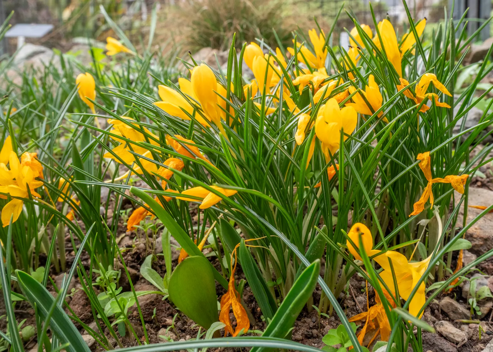 Crocus (Crocus Vernus) — often even pushing up through the snow; bulb for full or half, image 213