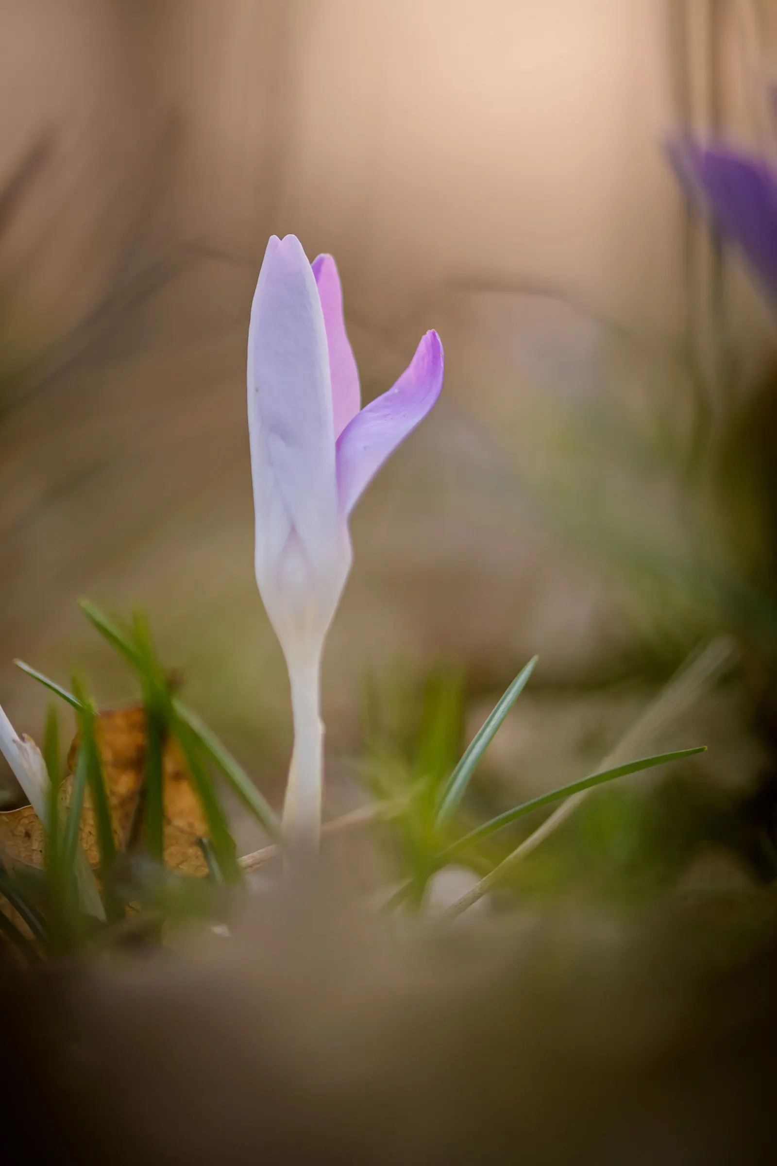 Crocus (Crocus Vernus) — is an enchanting herbaceous perennial that heralds the arrival of spring with its vibrant blooms; requiring minimal care, image 163