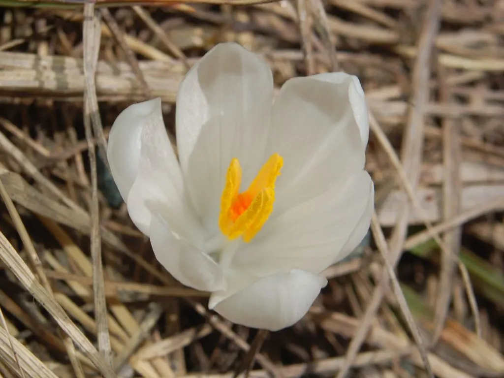 Crocus (Crocus Vernus) — often even pushing up through the snow; bulb for full or half