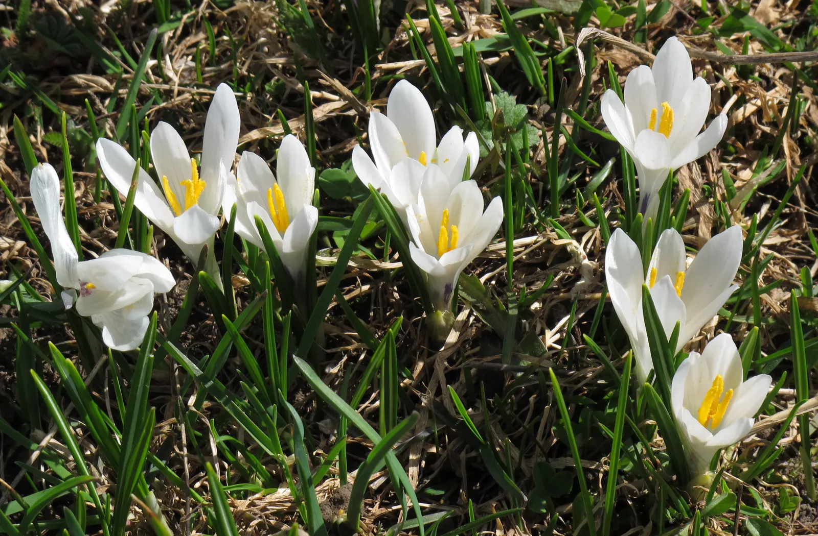 Crocus (Crocus Vernus) — and is an excellent choice for rock gardens; crocus vernus reaches a modest height of 4 to 6 inches, image 148