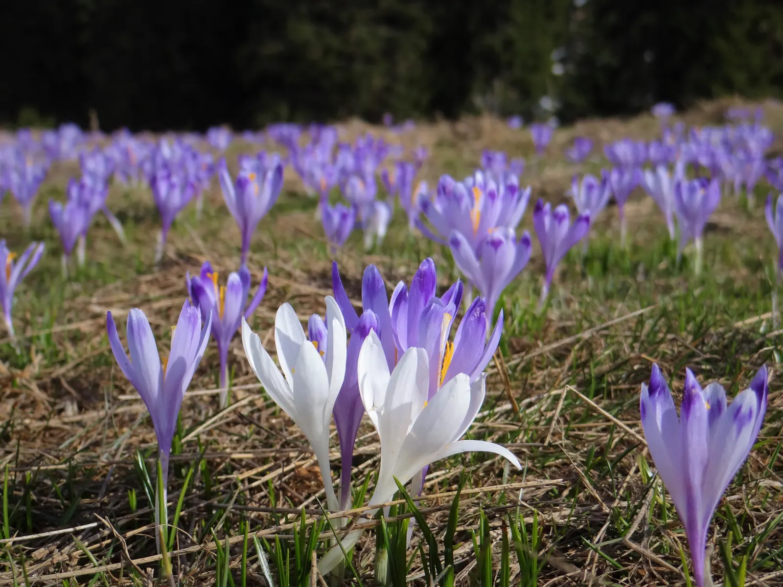 Crocus (Crocus Vernus) — and is an excellent choice for rock gardens; crocus vernus reaches a modest height of 4 to 6 inches, image 179
