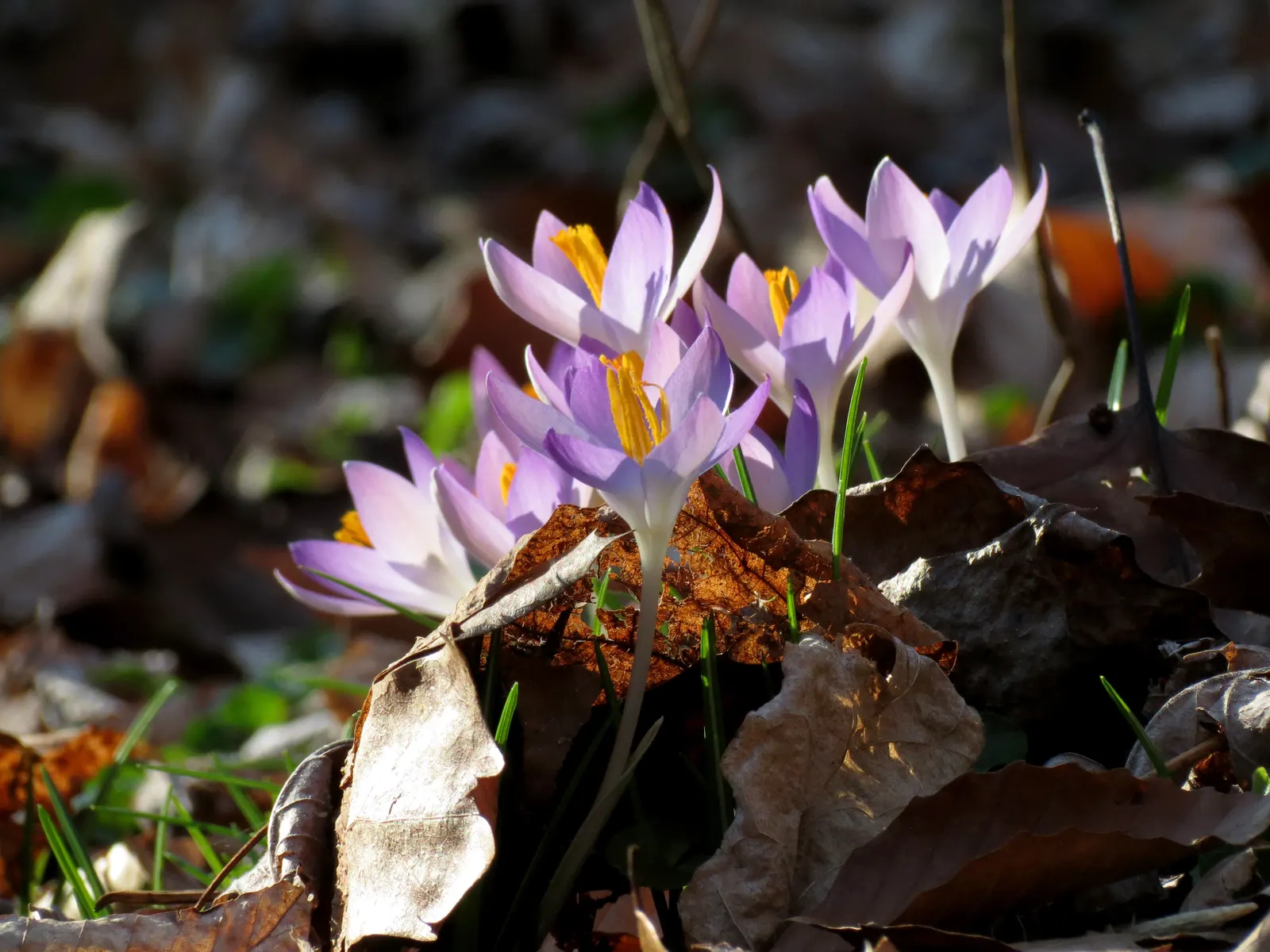 Crocus (Crocus Vernus) — Crocus vernus reaches a modest height of 4 to 6 inches; this low-maintenance perennial is ideal for naturalizing in lawns and under