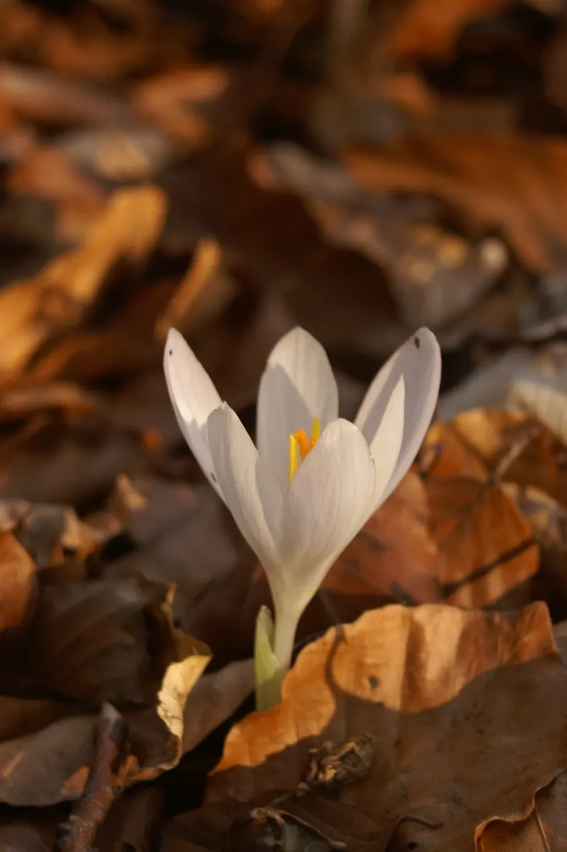 Crocus (Crocus Vernus) — these bulbs can be used to provide early spring color; and is an excellent choice for rock gardens