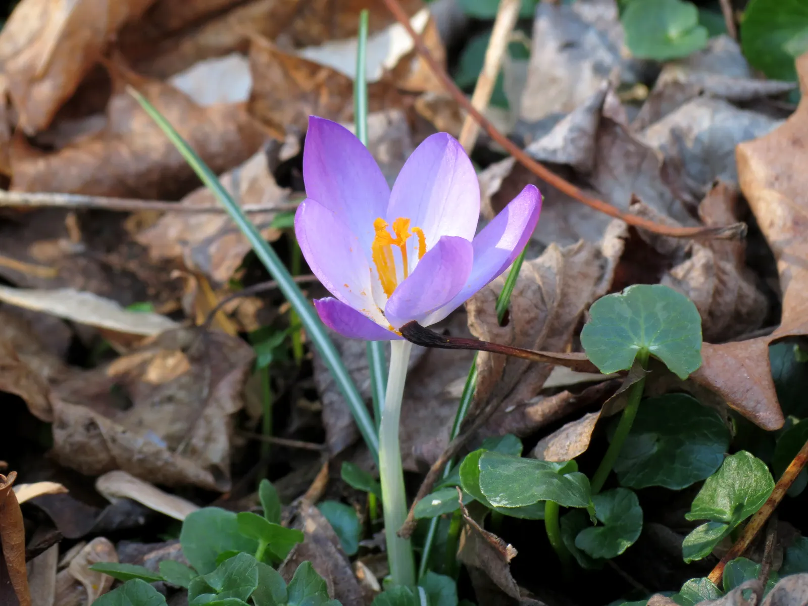 Crocus (Crocus Vernus) — with each bulb producing narrow; grass-like leaves and a singular striking flower