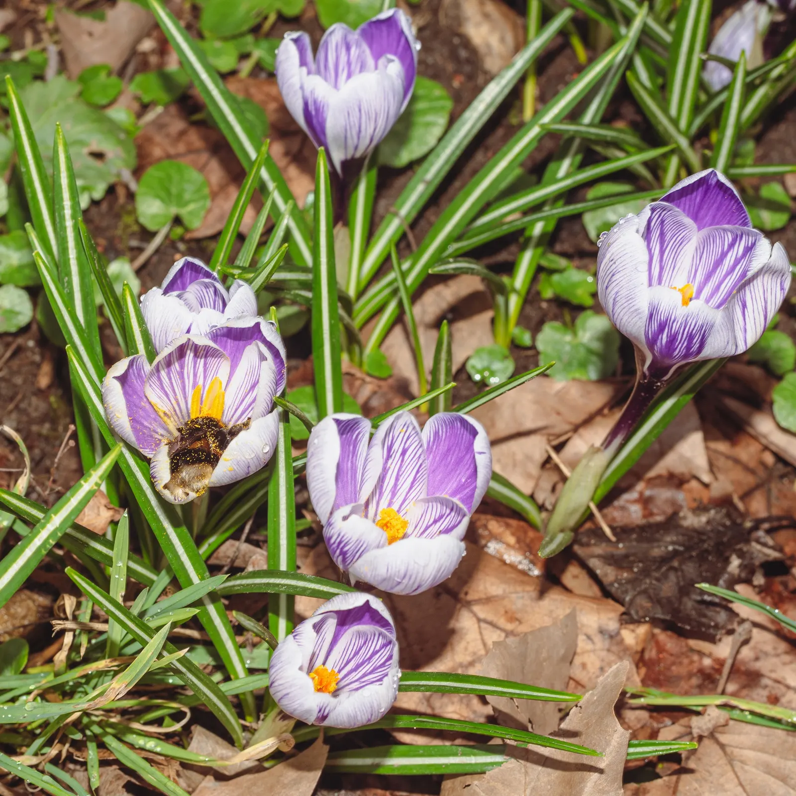 Crocus (Crocus Vernus) — bulb for full or half; providing a striking contrast and a promise of the warmer weather to come, image 186