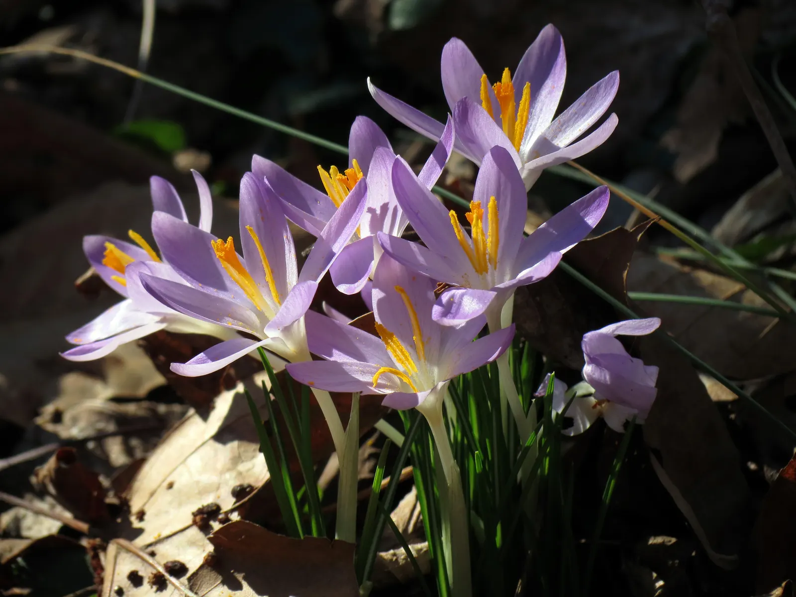 Crocus (Crocus Vernus) — in well-drained soil to ensure proper root development; bulb with purple and white blooms