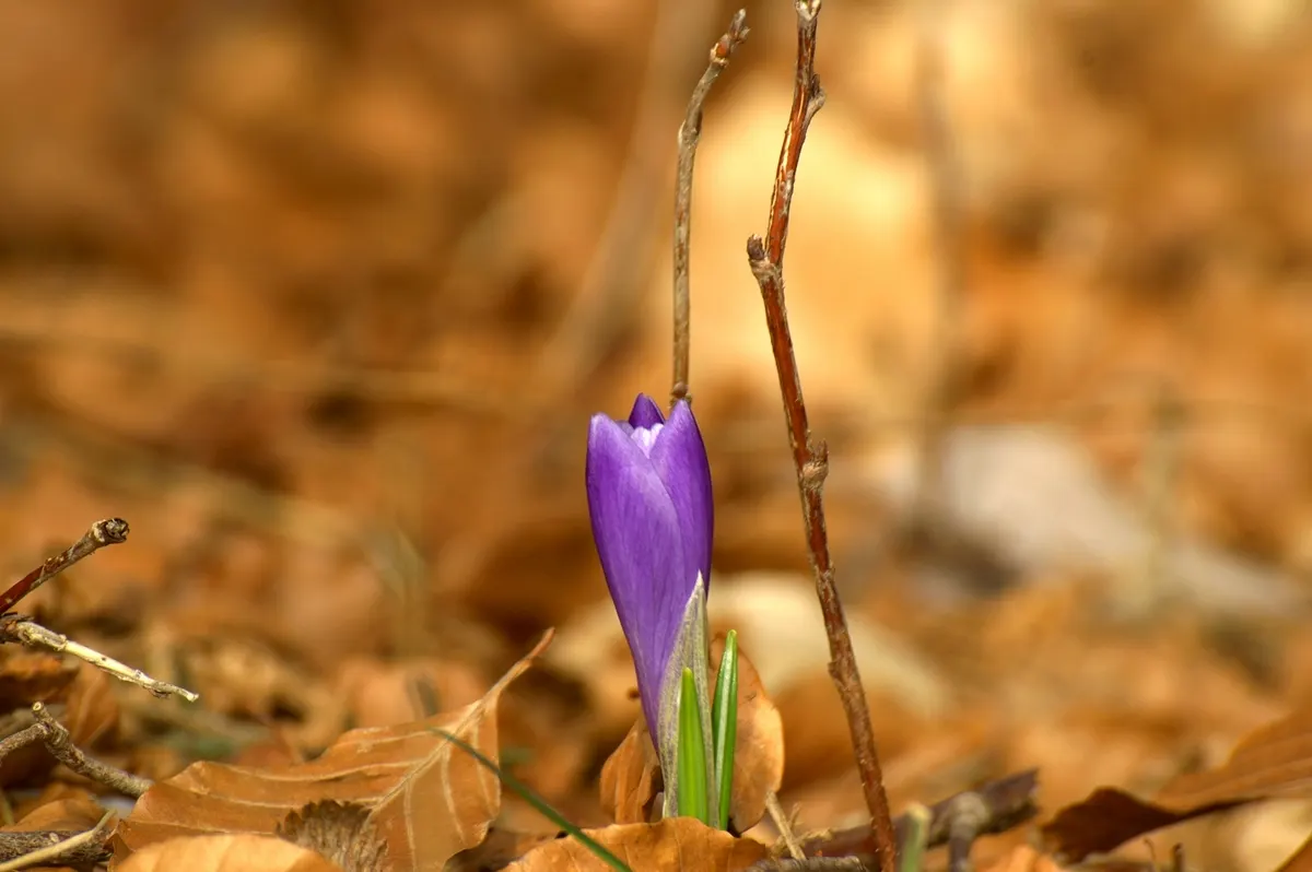 Crocus (Crocus Vernus) — When designing a garden landscape; 3 to 4 inches deep and about 2 to 3 inches apart