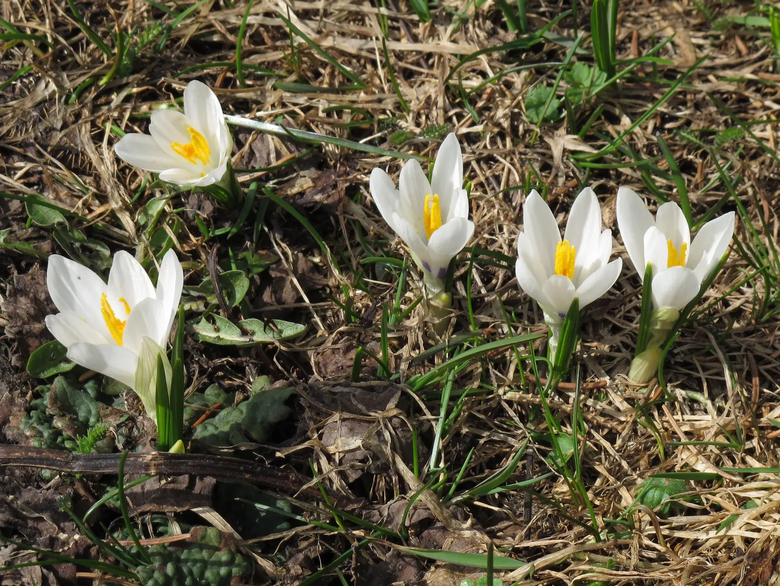 Crocus (Crocus Vernus) — these bulbs can be used to provide early spring color; and is an excellent choice for rock gardens, image 150