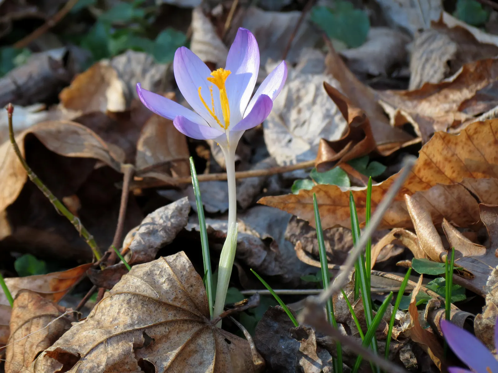 Crocus (Crocus Vernus) — The blooms exhibit a stunning range of colors; these bulbs can be used to provide early spring color