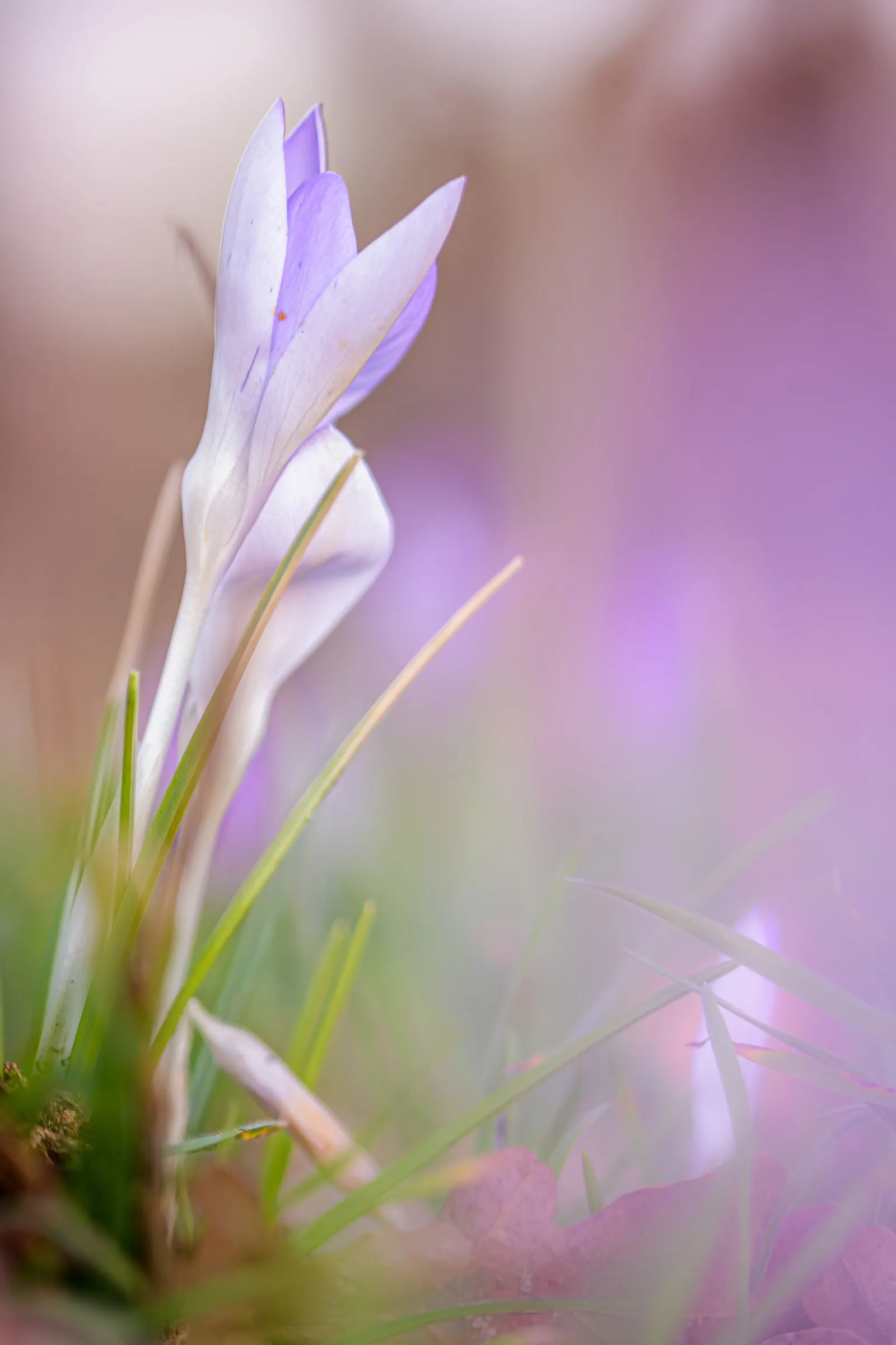 Crocus (Crocus Vernus) — with each bulb producing narrow; grass-like leaves and a singular striking flower, image 166
