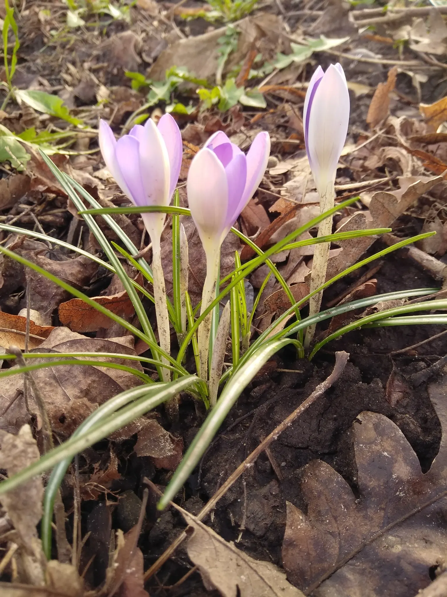 Crocus (Crocus Vernus) — and deep yellows to striped or variegated patterns; vibrant flowers in purple, image 169