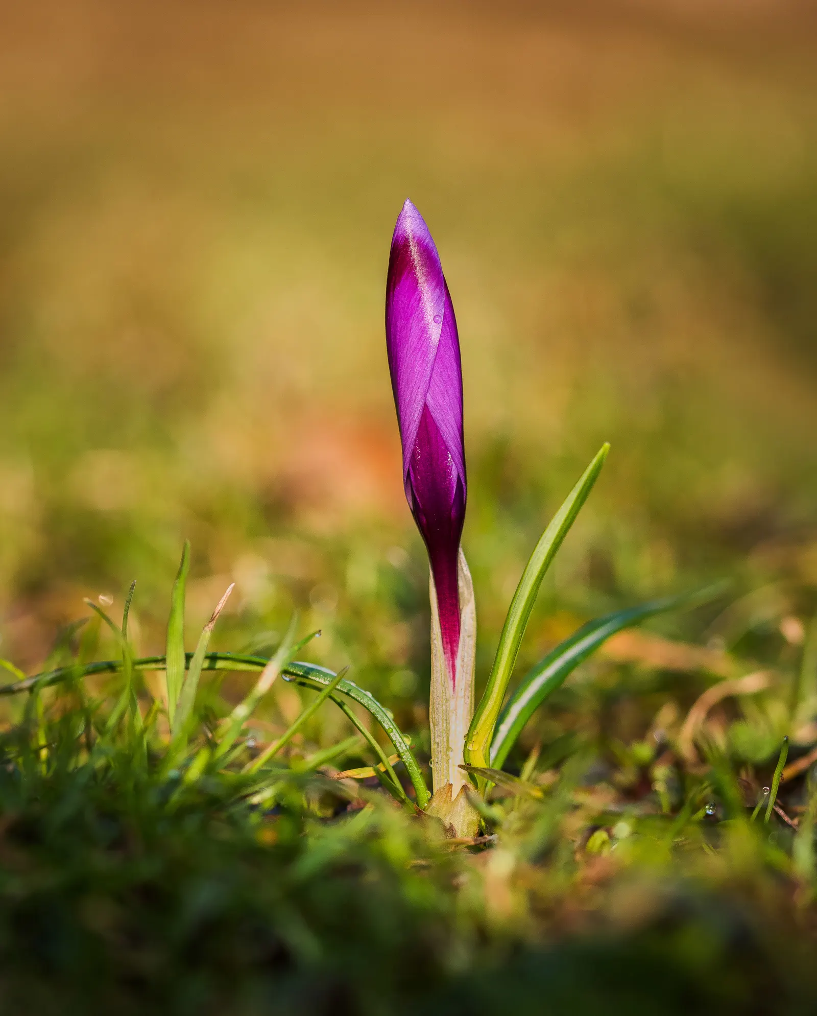 Crocus (Crocus Vernus) — vibrant flowers in purple