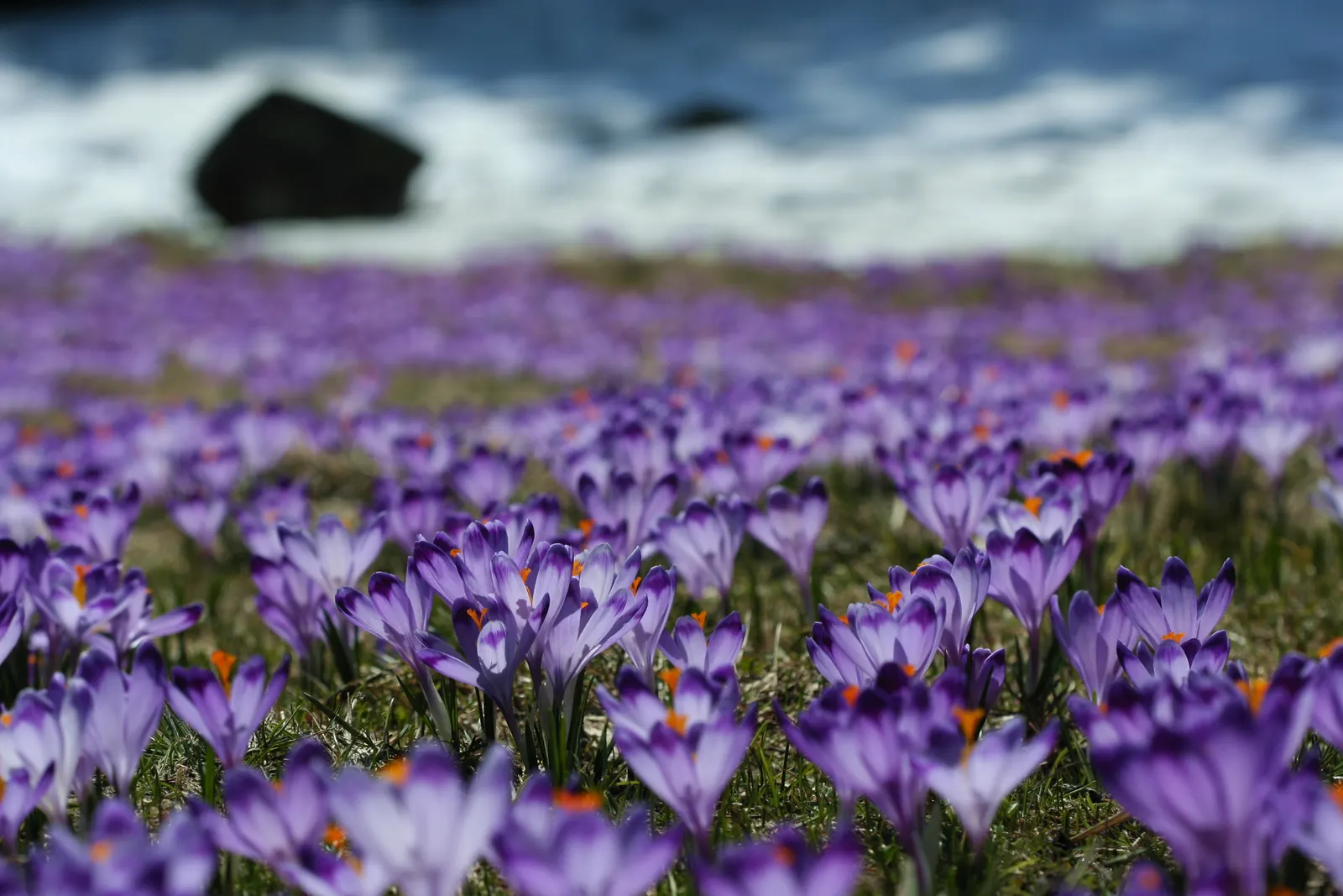 Crocus (Crocus Vernus) — with each bulb producing narrow; grass-like leaves and a singular striking flower, image 73